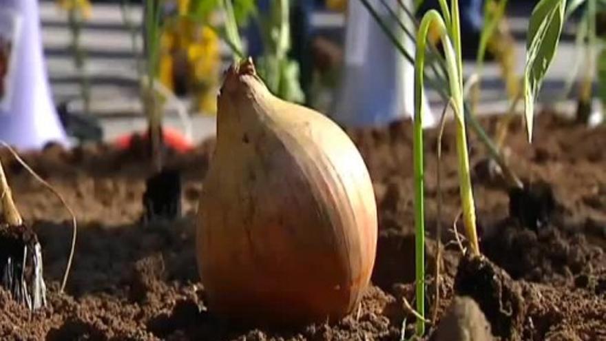 Los preferentistas plantan un huerto ante la sede de Novagalicia