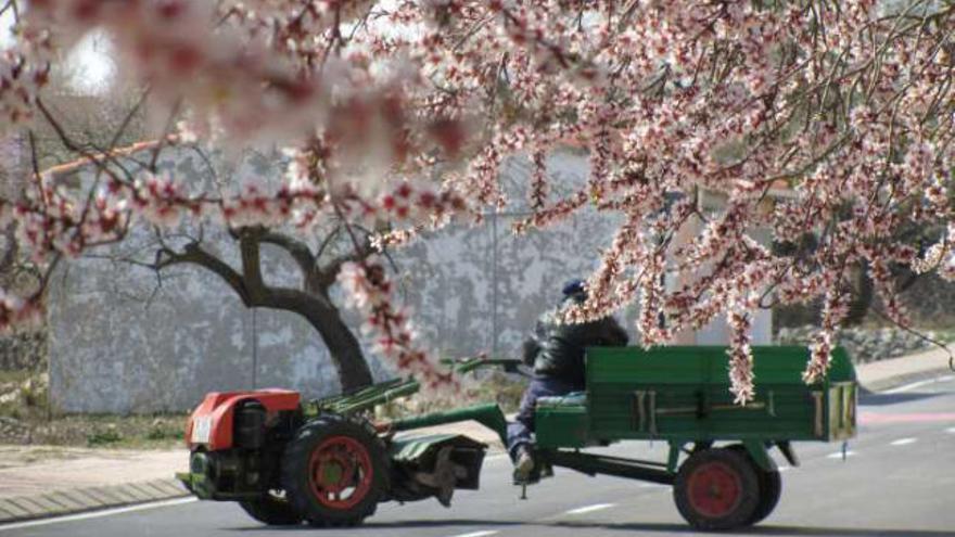 La floración de los almendros se está desarrollando de forma óptima.