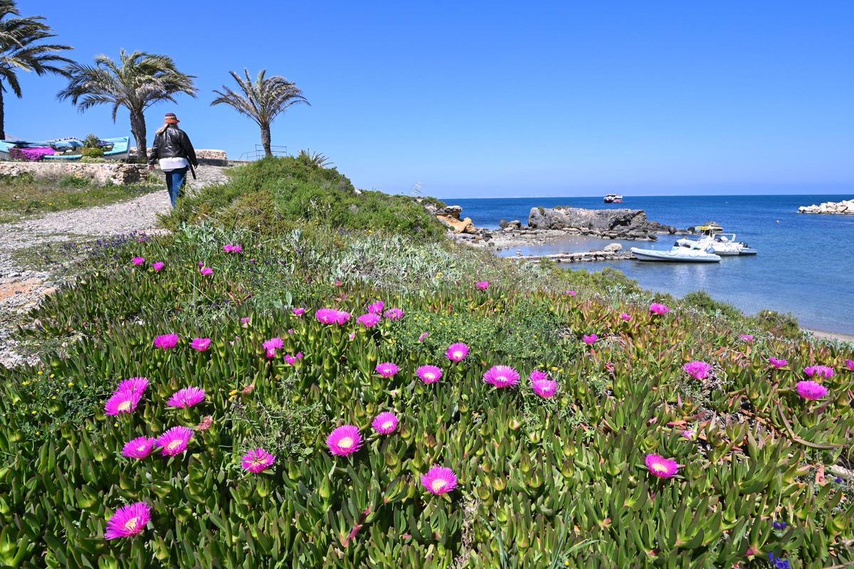 Imagen de la isla de Tabarca, especialmente verde tras las lluvias de los últimos meses y la llegada de la primavera.
