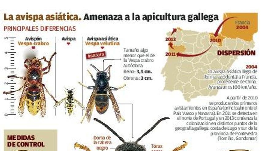 La Xunta refuerza las trampas de avispas invasoras e intensifica la recogida de nidos