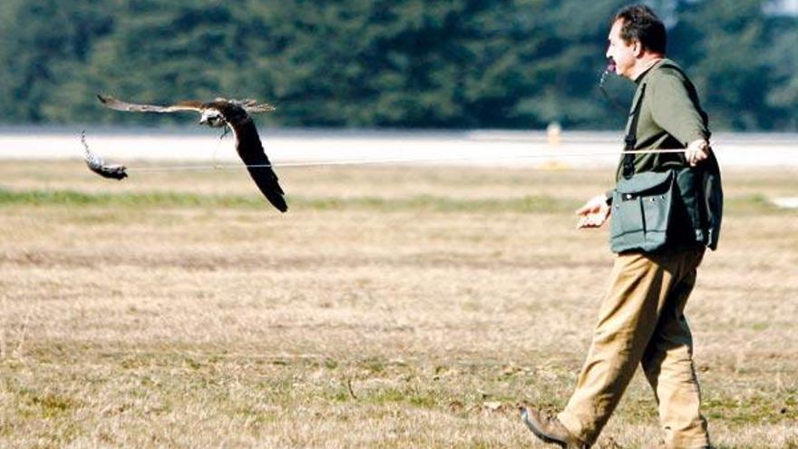 Gustavo Montenegro premia a un halcón tras un vuelo de ejercicio. En la imagen de la derecha, un halcón peregrino