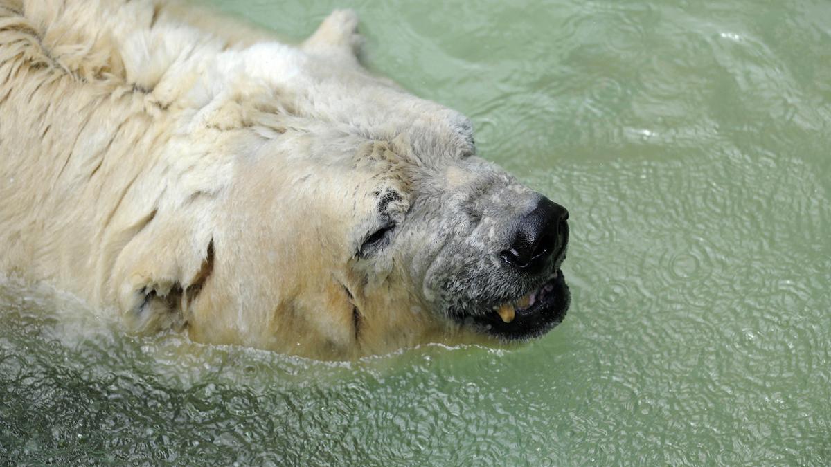 Arturo, en el el zoo de Mendoza (Argentina), en febrero del 2014.