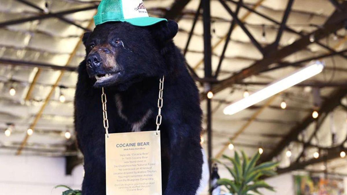 Un oso muere por sobredosis de cocaína y hacen una película de la tragedia con Ray Liotta como protagonista