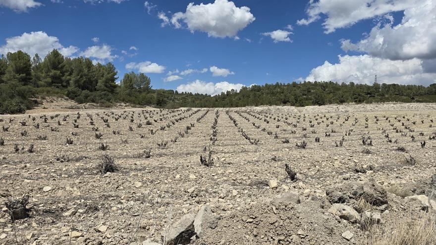 Los viñedos de la Rambla de Fontanars se secan por la falta de lluvias
