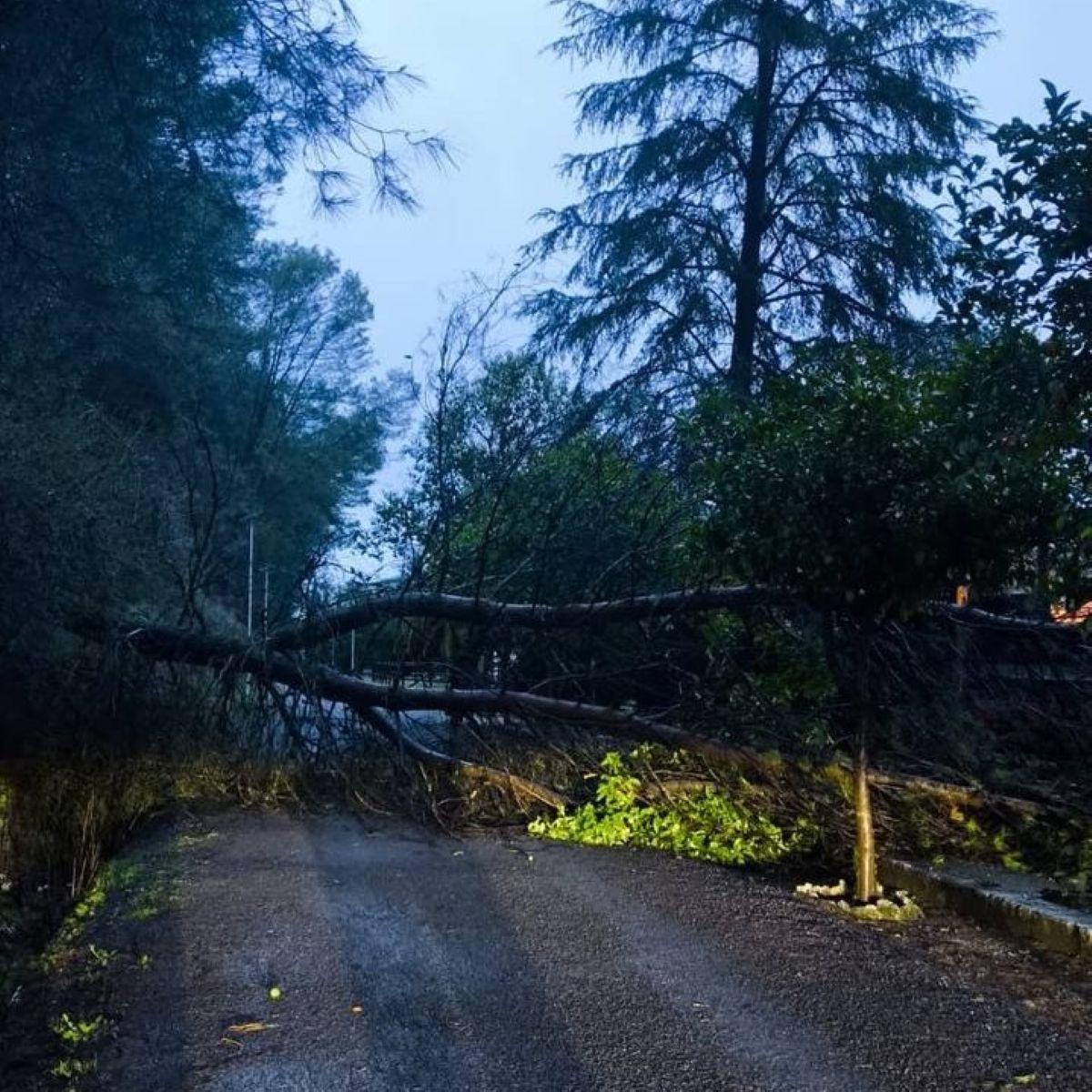 Caída de un árbol en la Vía verde del Aceite, a la altura de la antigua estación de Cabra.