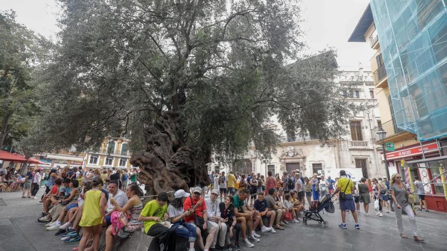 Turistas en la olivera de Cort