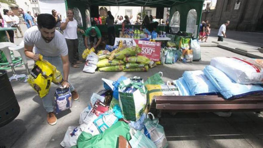 Gran Canaria recoge comida para animales abandonados y promueve la adopción