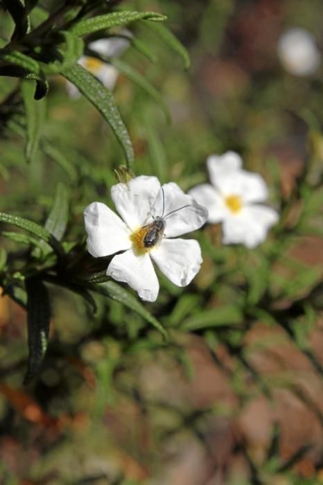 Schafherde, Baumplantage und Paradies für Insekten: zu Besuch bei Jaume Seguí und seinen 18 Hektar Bioland bei Capdellà