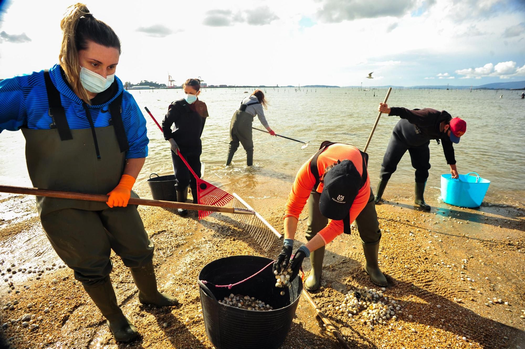 Las mariscadoras de Carril, al rescate de bivalvos en la playa de Compostela