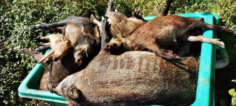 Els caçadors de Girona assenyalen la Generalitat per un abocament de senglars a la Vall del Llémena