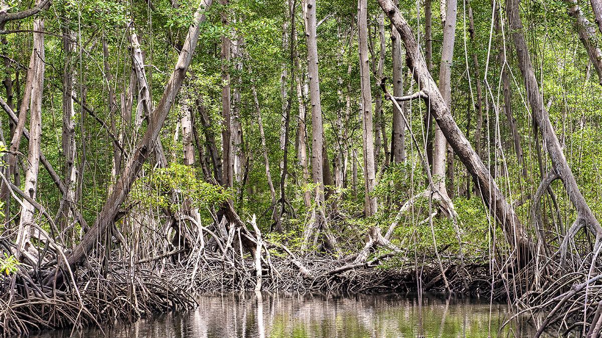 El manglar forma parte del ecosistema del golfo de Papagayo.