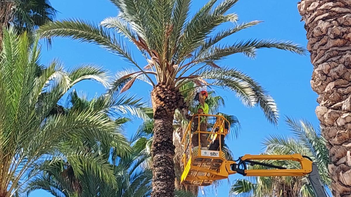 Los operarios del servicio municipal están procediendo a la poda y retirada de ramas de dátiles de las palmeras