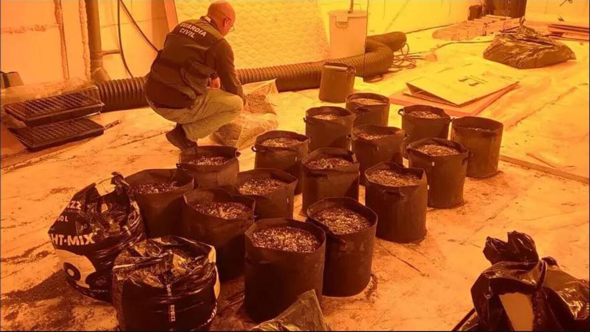 Instalaciones para el tratamiento de marihuana en Massamagrell