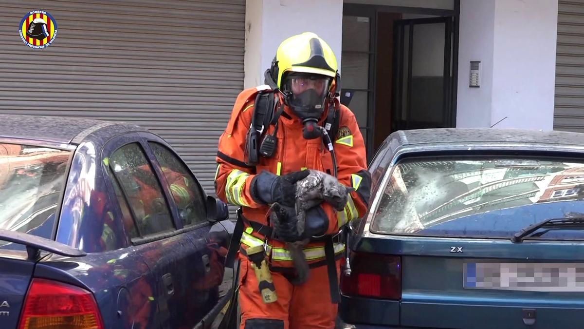 Los bomberos rescatan a un gato del interior del incendio en un edificio de Paiporta.