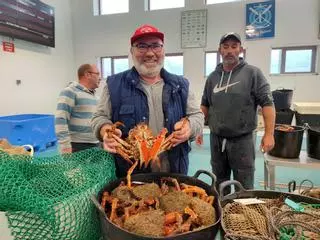 Cangas bate récords de centolla con más de 1.000 kilos en la primera subasta de la campaña