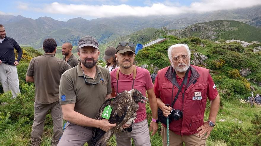 &quot;Nora&quot;, &quot;Bali&quot; y &quot;Ceferino&quot;, así son los tres quebrantahuesos liberados en los Picos