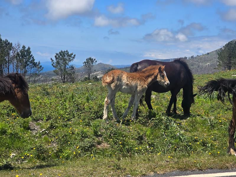 Día Europeo de la Red Natura 2000, una jornada para la reflexión en las Rías Baixas.