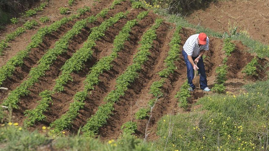 Un agricultor trabaja en una huerta de papas en Icod el Alto, en el municipio de Los Realejos.