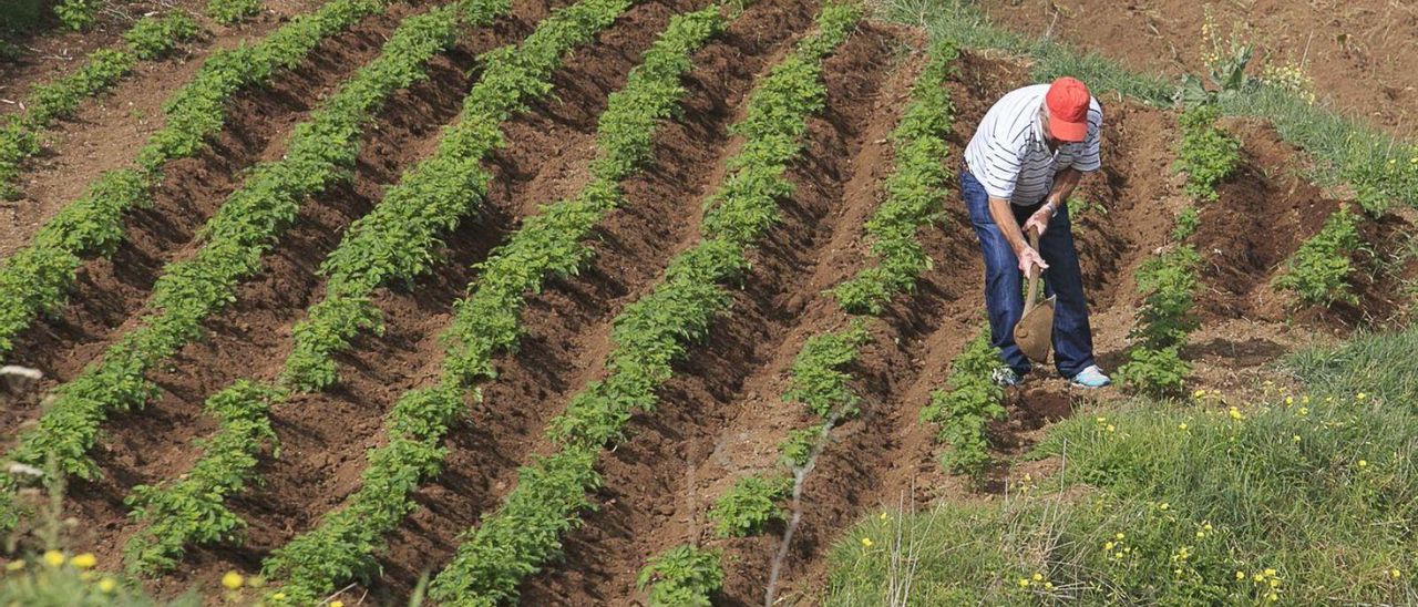 Un agricultor trabaja en una huerta de papas en Icod el Alto, en el municipio de Los Realejos