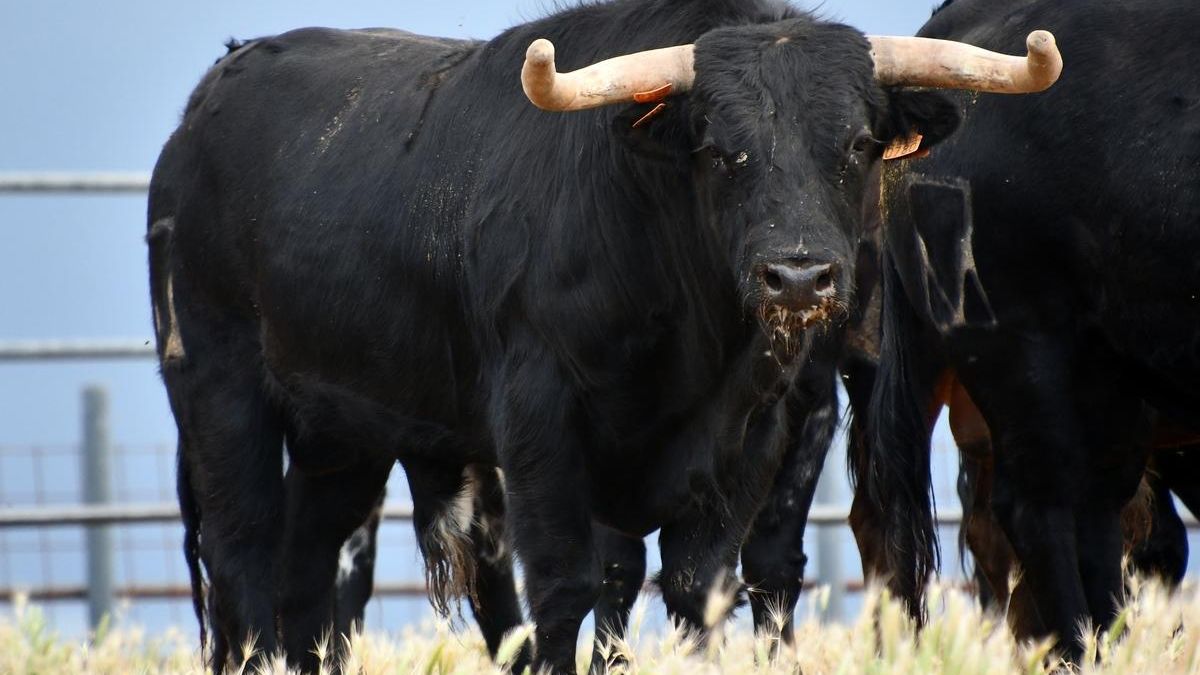 GALERÍA | Estos son los novillos de Toros de Fuenterroble para el concurso de cortes de la Feria Taurina de San Pedro de Zamora