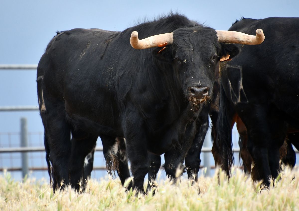 GALERÍA | Estos son los novillos de Toros de Fuenterroble para el concurso de cortes de la Feria Taurina de San Pedro de Zamora