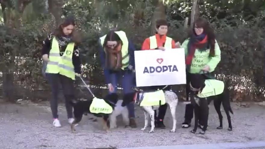 El Ayuntamiento gana el primer premio por un video a favor de la adopción de mascotas