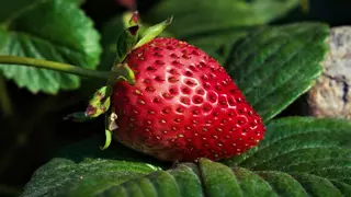 Cómo plantar fresas en una maceta y tener tu propio huerto en casa