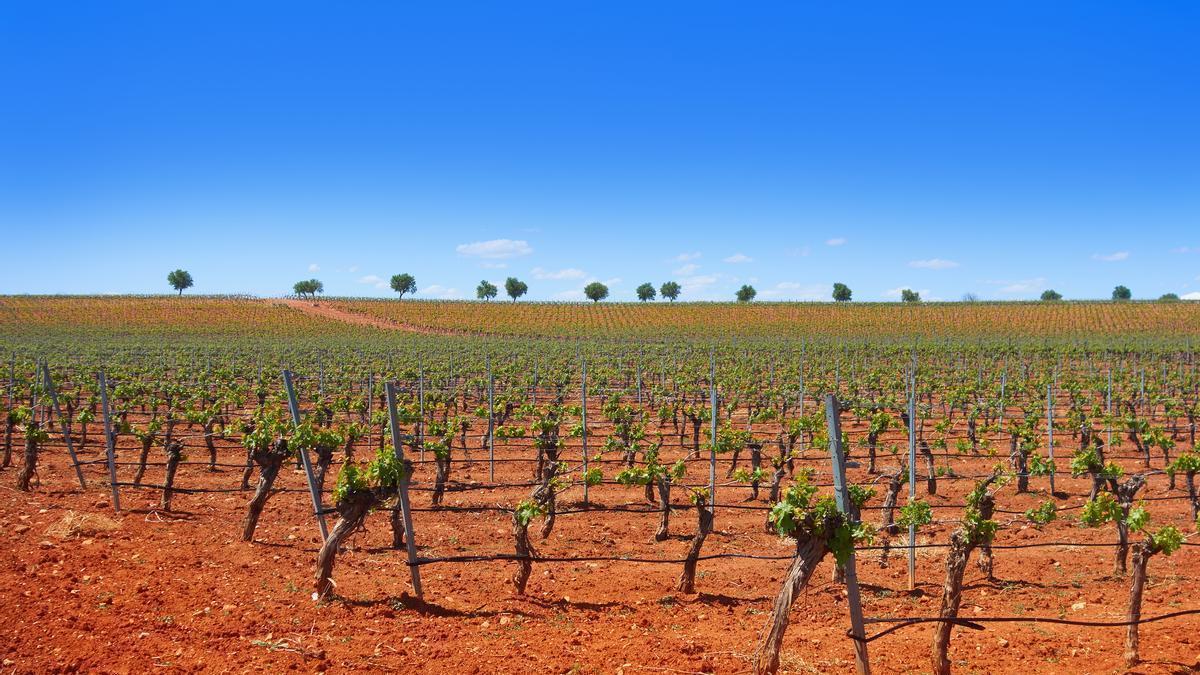 Castilla-La Mancha reúne actualmente unas 437.000 hectáreas de viñedo