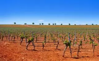 La región con el mayor viñedo del planeta está en España: pueblos rodeados de cepas hasta donde alcanza la vista