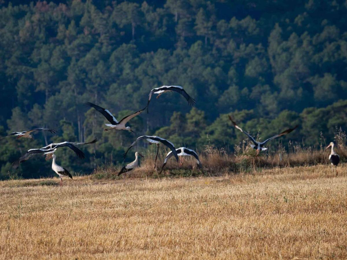 Les aus han fet aturada en espais reconeixibles dels municipis de Casserres i Gironella