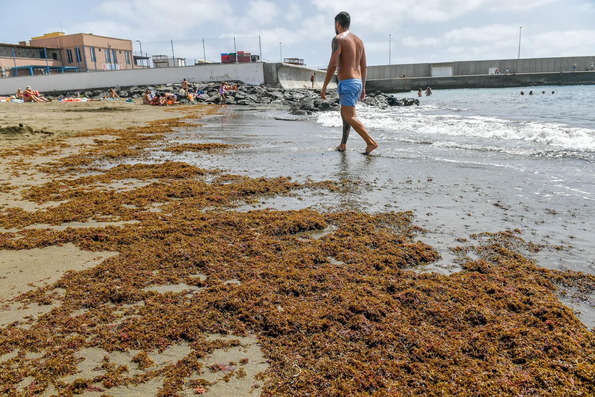 Algas japonesas en San Cristóbal