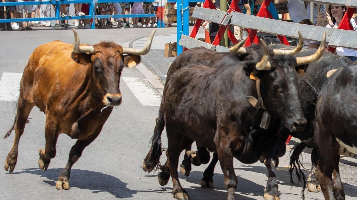 Vaquillas en las fiestas del Grau en imagen de archivo.