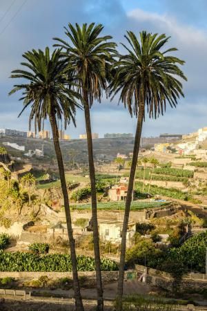 Árboles emblemáticos de Las Palmas de Gran Canaria