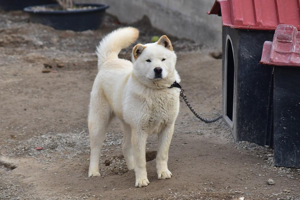 El Perro de Chindo Coreano: El Perro que Rechaza a los Extraños pero Ama Incondicionalmente a su Familia