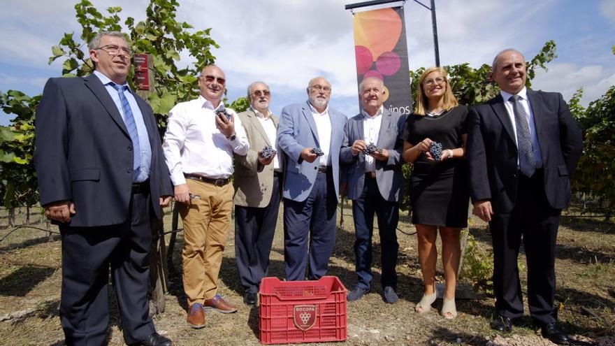 El acto simbólico en el que el científico Mojica ha cortado el primer racimo de uva de vino de la Añada 2017 en la viña de Bocopa