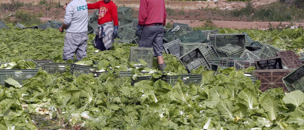 El campo se quita la mascarilla