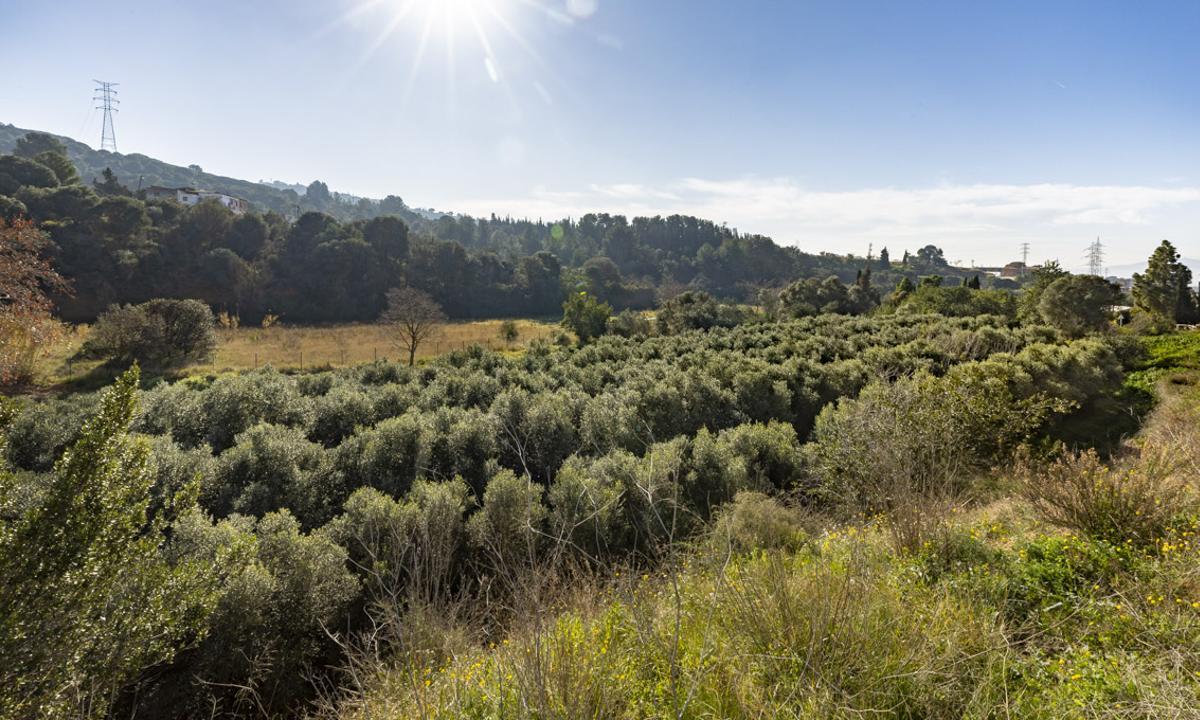 Aspecto de una finca cultivada con olivos en plena sierra de Collserola.