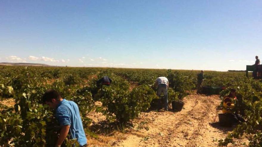 Recolección de uva en un viñedo de la zona de Morales de Toro.