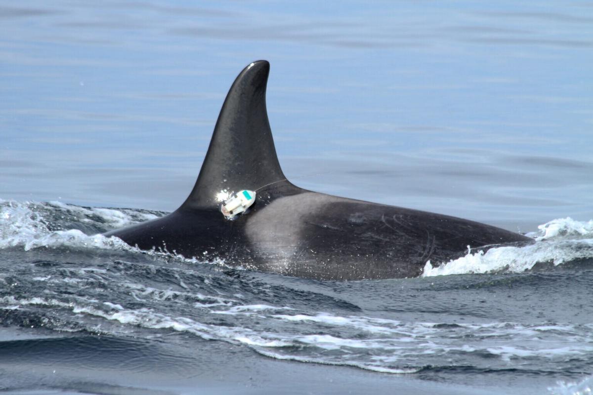 Orca provista con un ecolocalizador