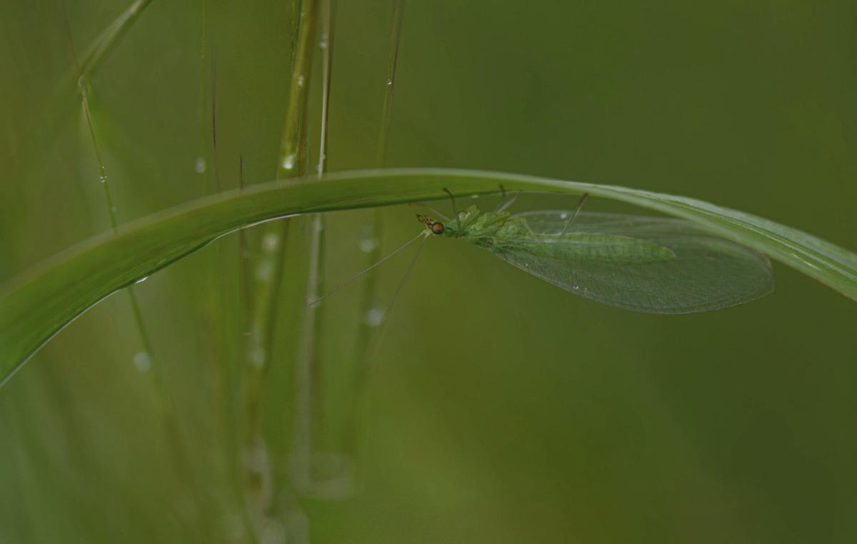 Crisopa fotografiada en la finca en custidia del GEN en Sant Llorenç. / CAT
