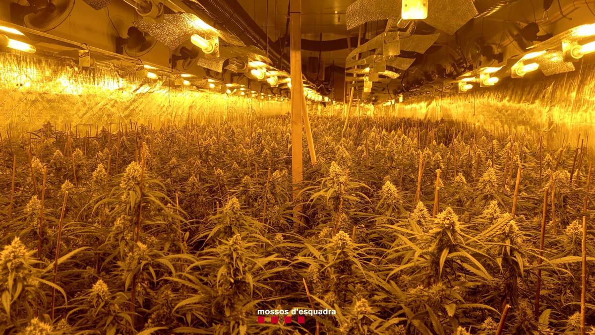 El cultiu de marihuana