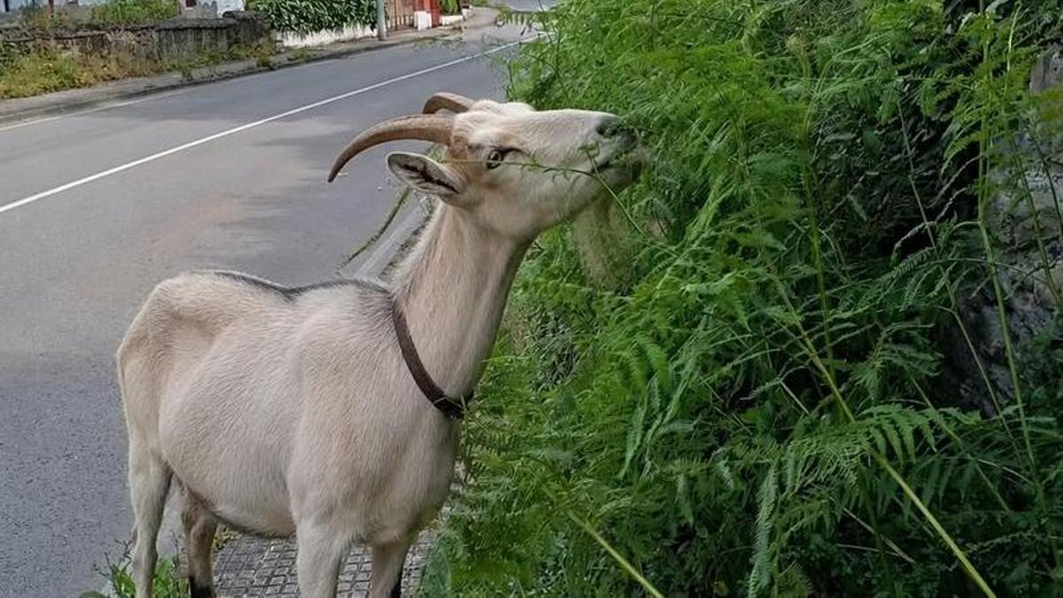 Una cabra comiendo la maleza en una carretera de Turón.