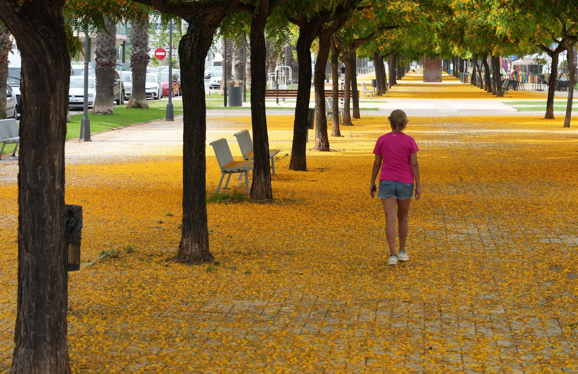 La floración tiñe las calles de Castelló