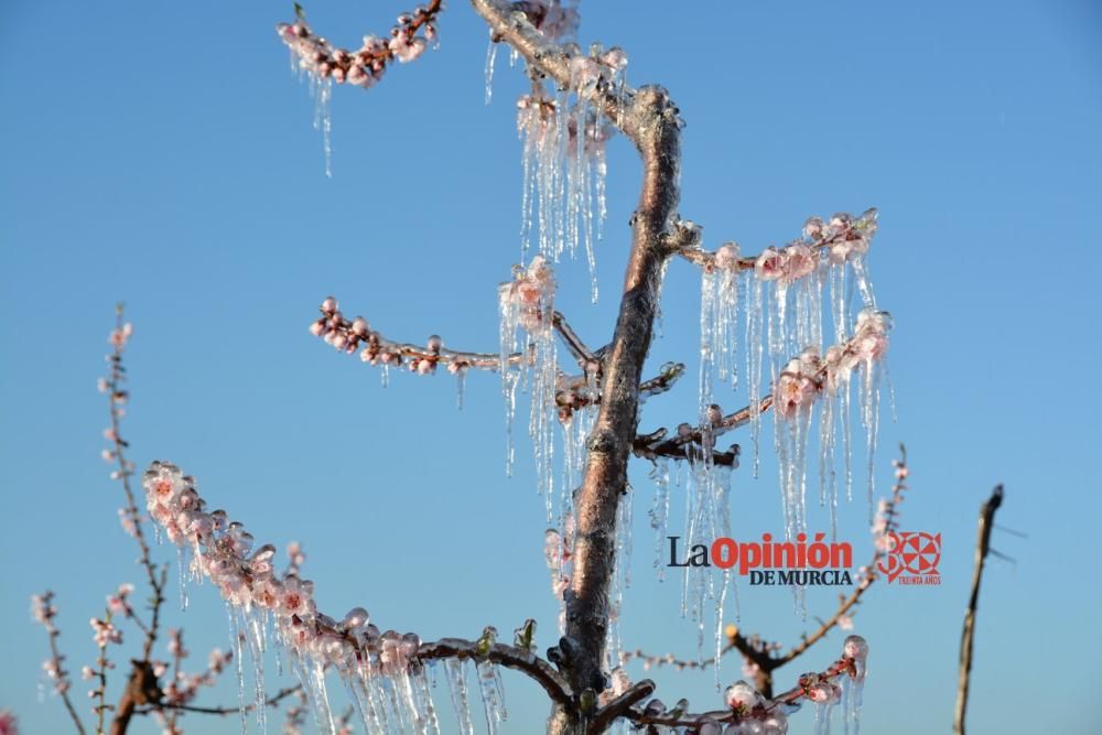 Helada en Cieza 9 de febrero de 2018