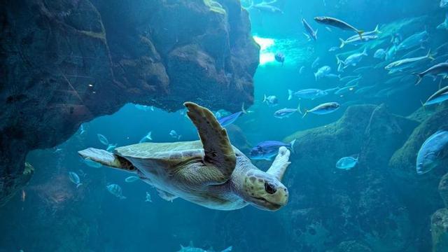 Una tortuga boba nada en el Gran Oceanario