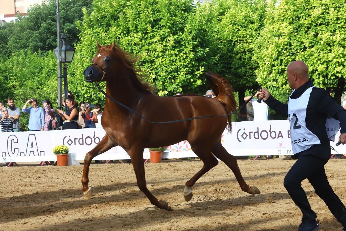 La última jornada del Otoño del Caballo en imágenes La última jornada del Otoño del Caballo en imágenes