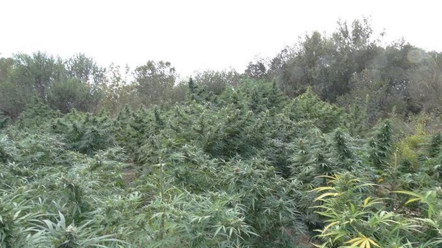 un home vigilava les 400 plantes de marihuana