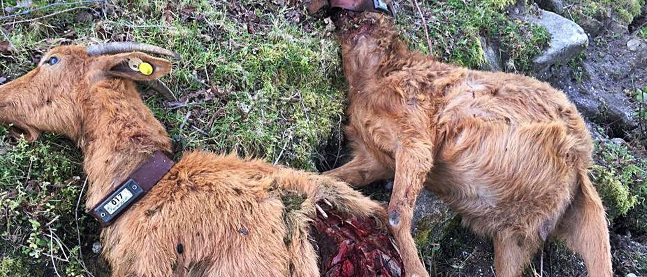 Dos de las cabras muertas en el ataque del lobo en Meira.   | // FDV