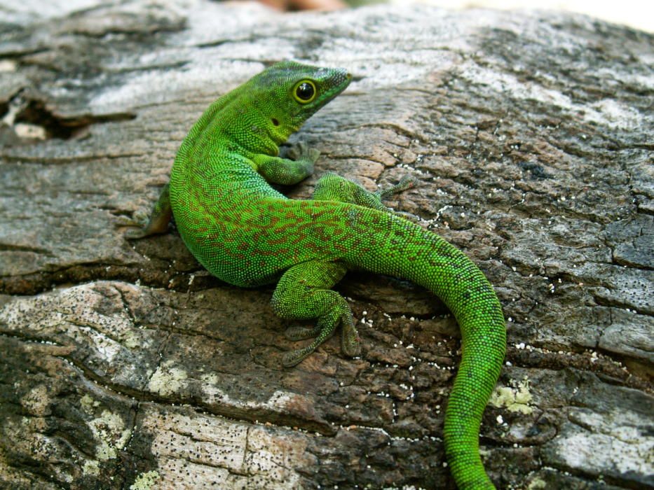 La investigadora del campus determina la variación genética entre reptiles de diferentes islas y, por tanto, la existencia de más especies de las que hasta ahora se creía