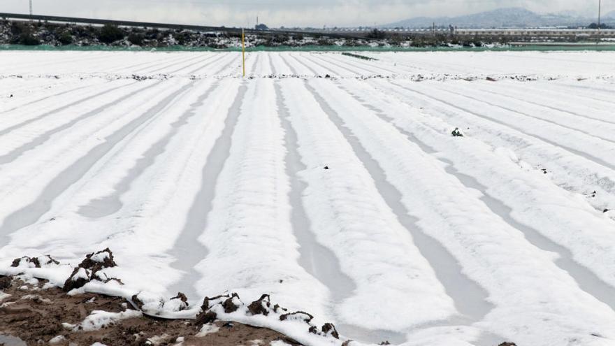 Campo de lechugas cubierto con un plastico para evitar las heladas en una foto de archivo